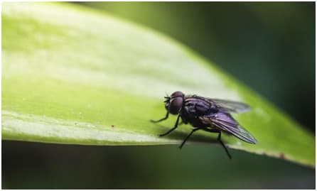 Pest Control Tips And Tricks