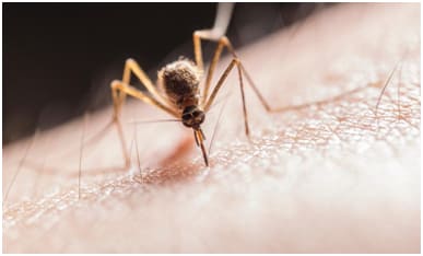 Pest Control Tips And Tricks