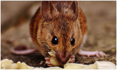 Pest Control Tips And Tricks