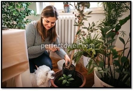 home plants lady dog