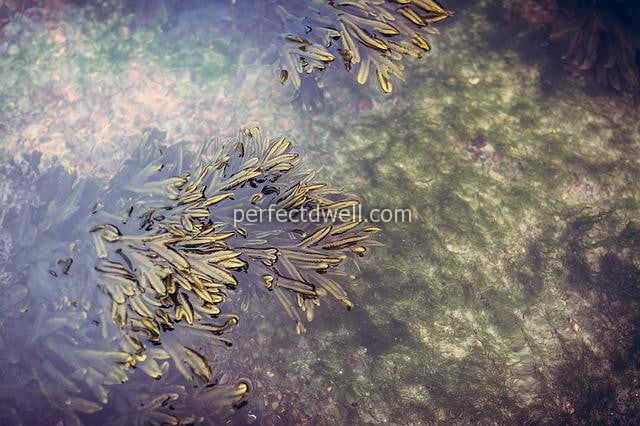 Aquatic Weeds